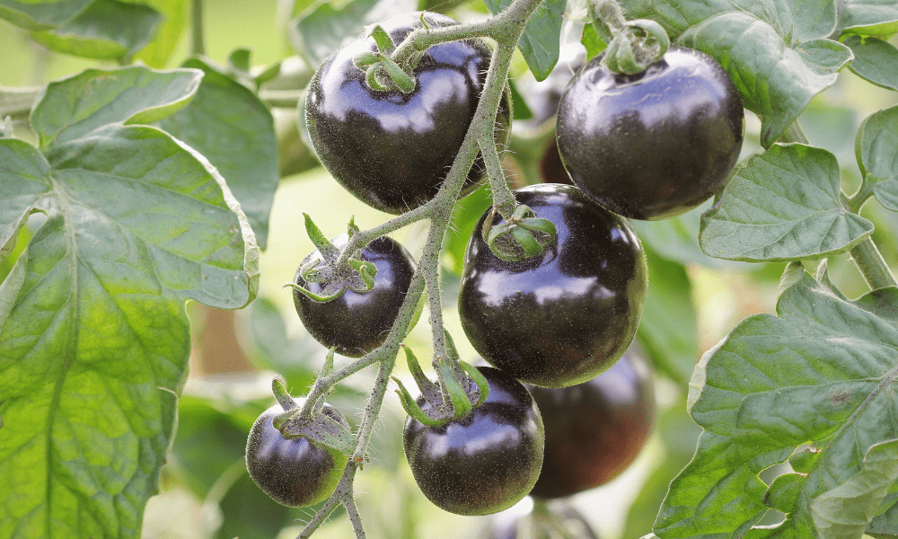 Black Cherry Tomato