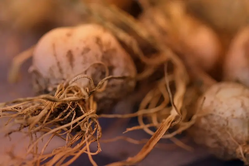 Garlic Growing Stages