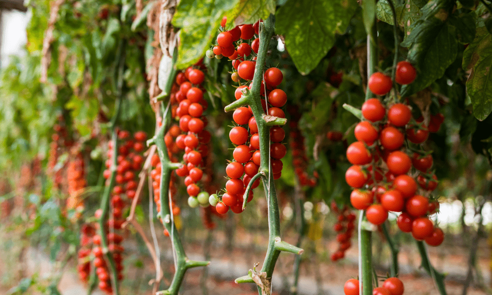 husky cherry red tomato