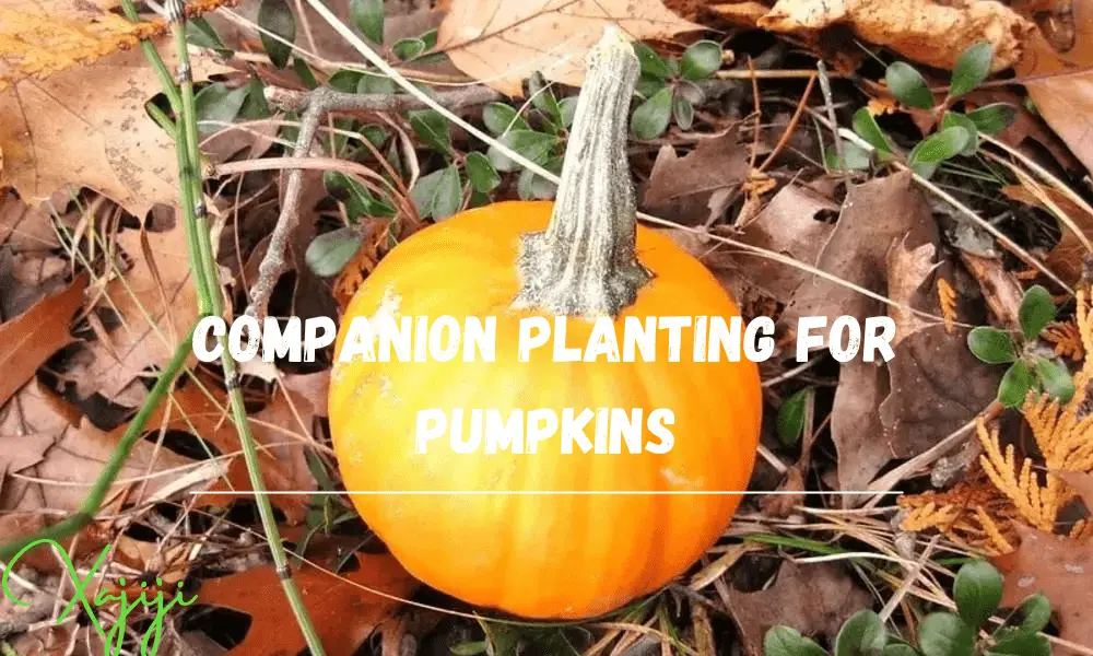 Companion Planting for Pumpkins