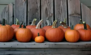 Pumpkins on Wood