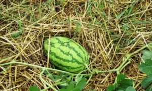 Watermelon Plant