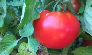 Tomato Plant