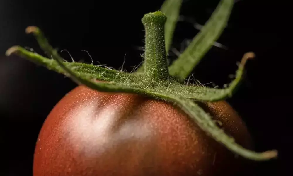 Black Cherry Tomato