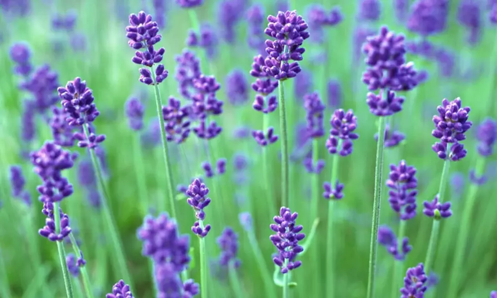 Lavender