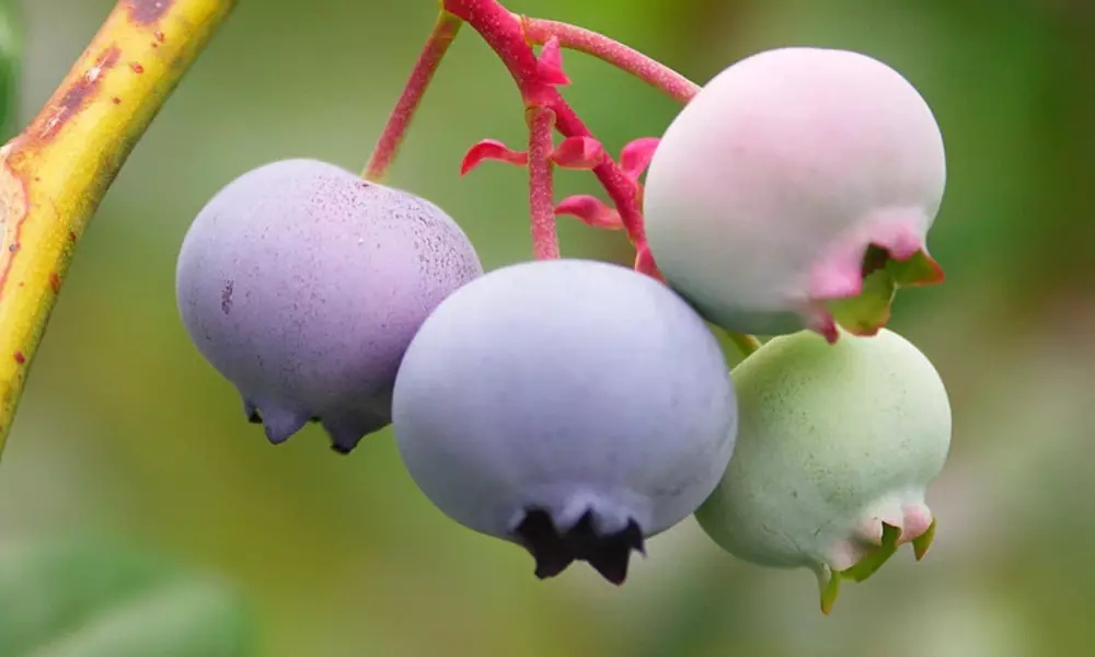 Blueberries