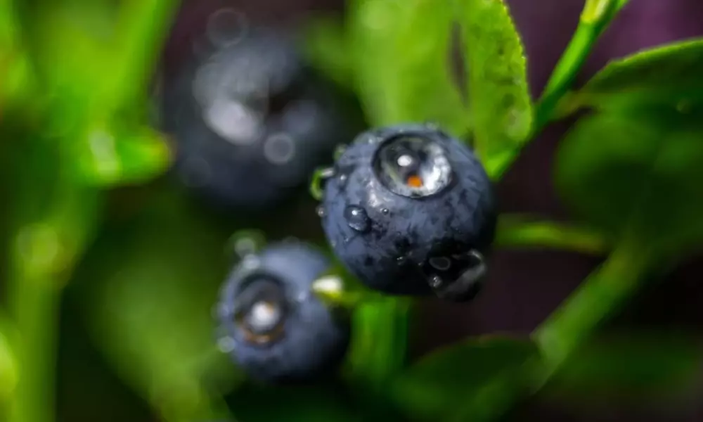 Blueberries