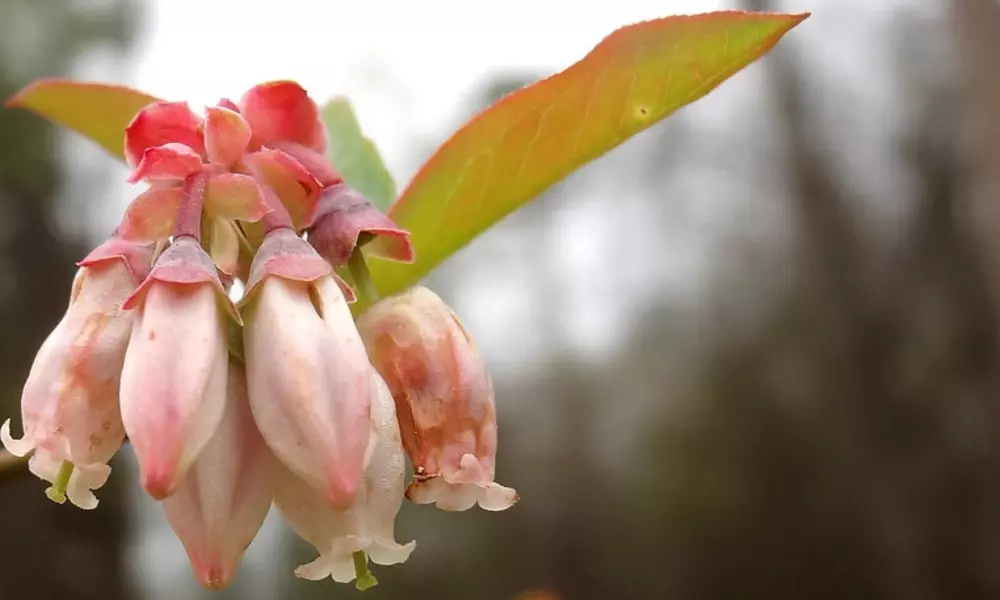 Blueberries flowers