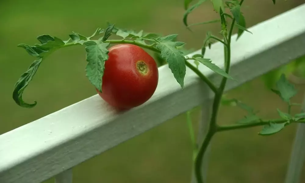 Arkansas Traveler Tomato