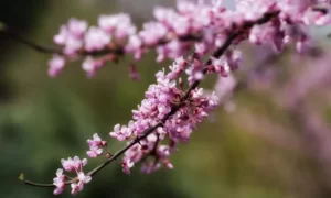 Eastern Redbud