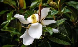 Southern Magnolia