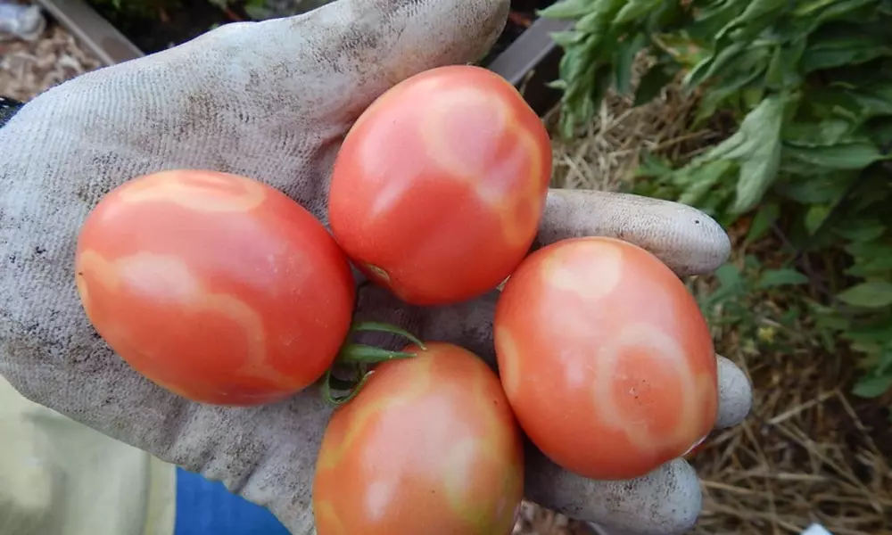 Arkansas Traveler Tomatoes