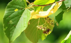 American Basswood