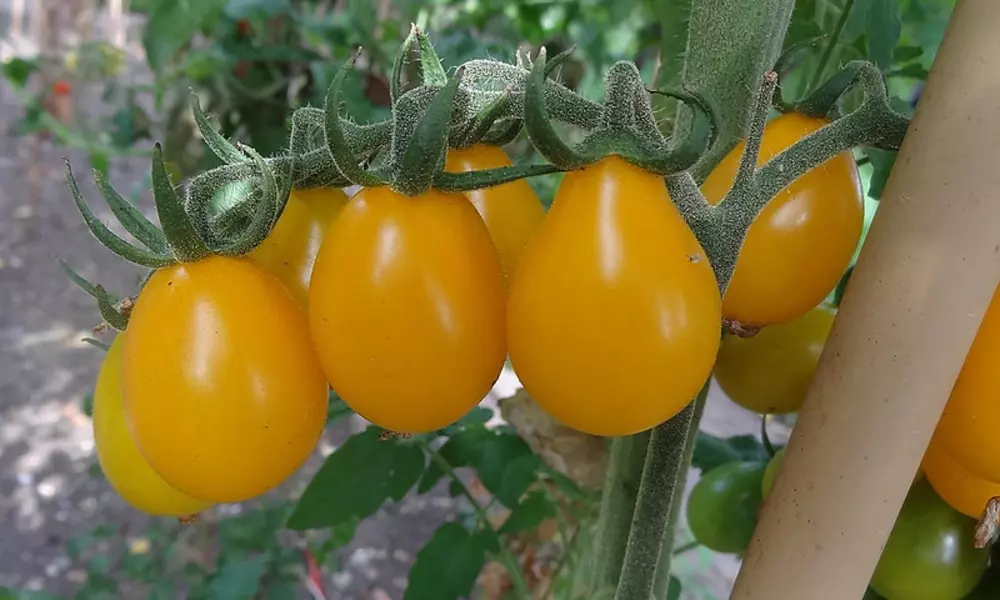 Yellow Pear Tomato