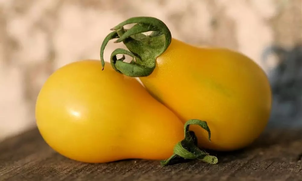 Yellow Pear Tomato