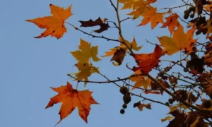 American Sycamore