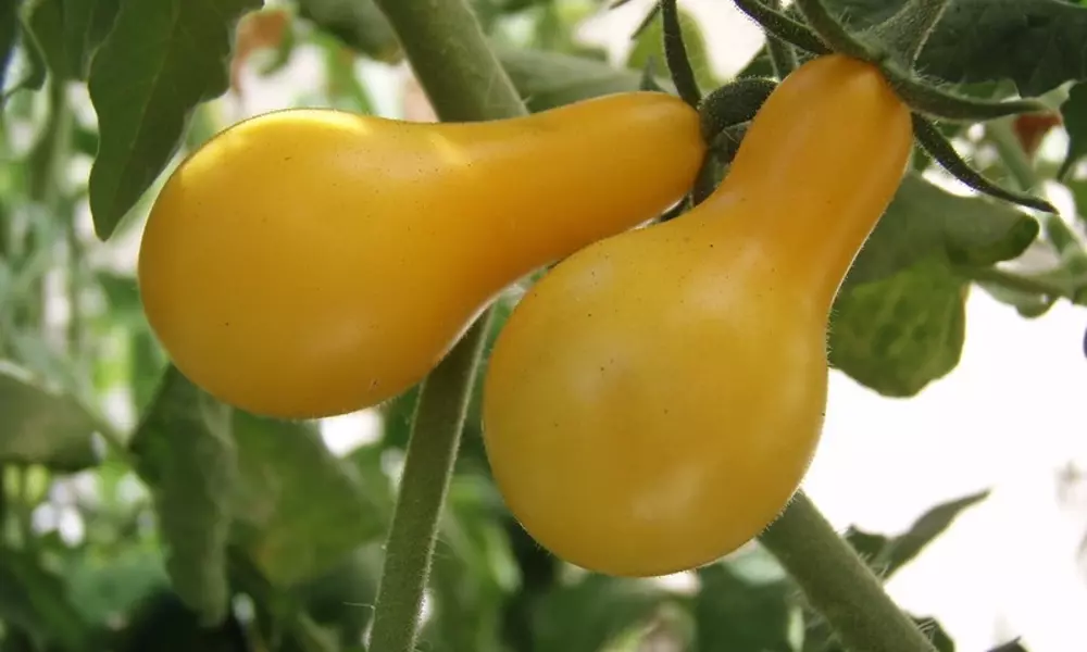 Yellow Pear Tomato