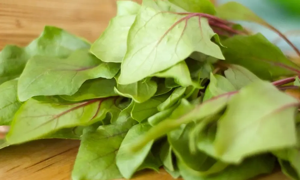 Spinach Plants