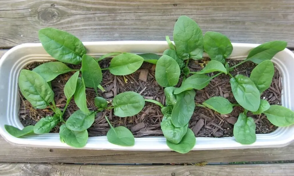 Spinach Plants