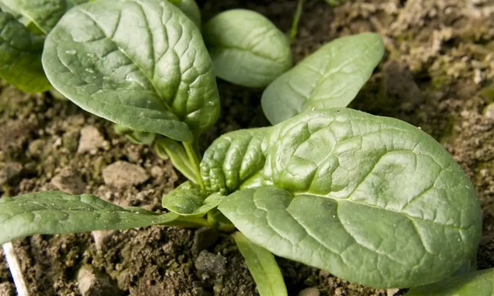 Spinach Plants