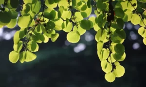 Katsura Tree