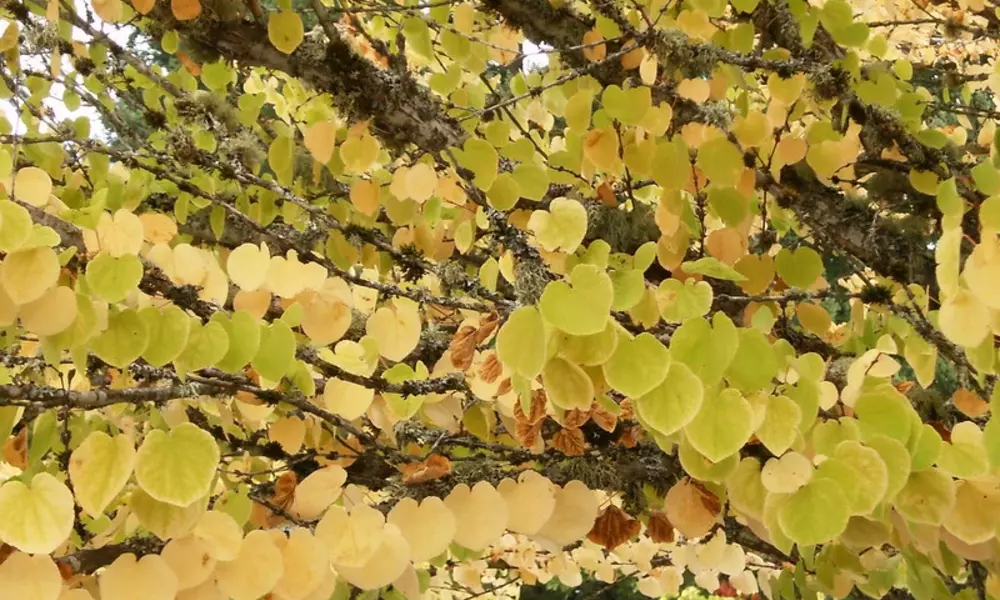 Tree with Heart-Shaped Leaves