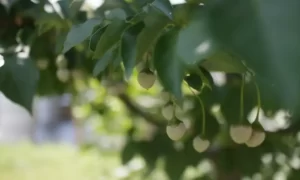 Japanese Snowbell