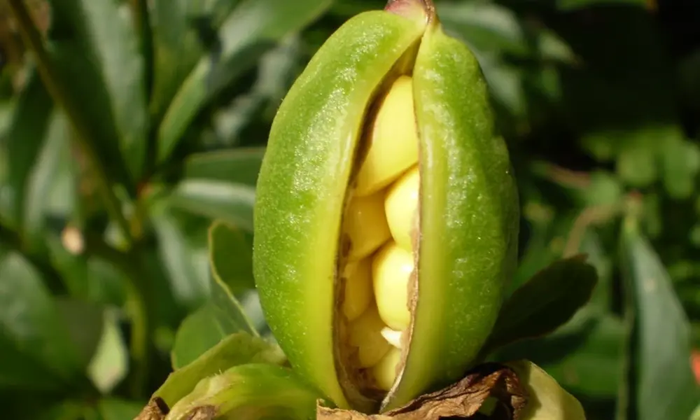 Growing Peonies from Seeds