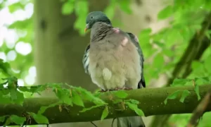 Dove Tree