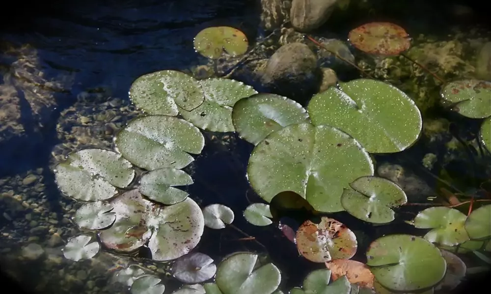 Raised Garden Pond