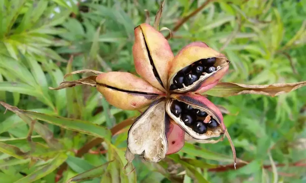 Peonies with Seeds