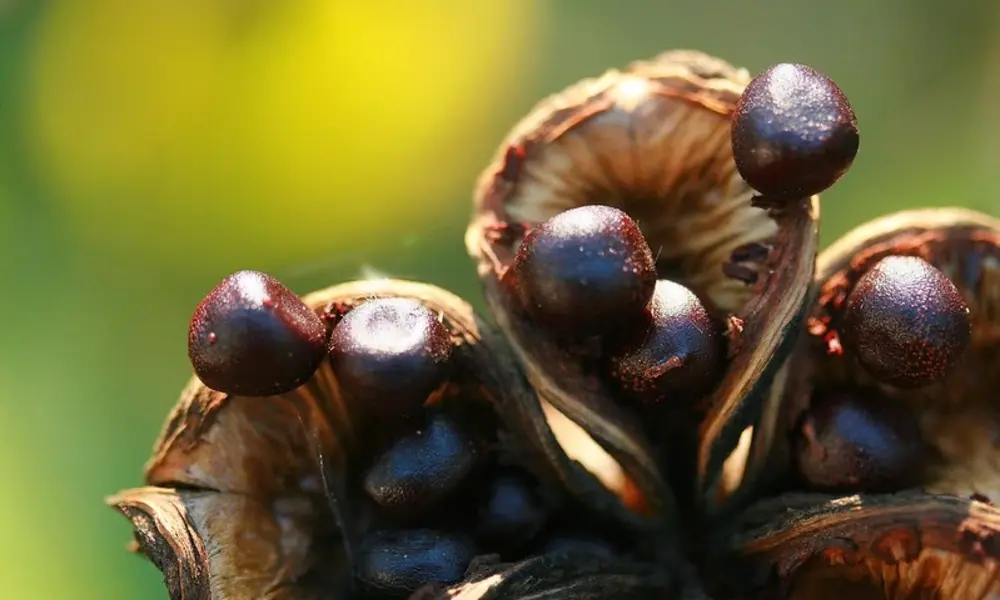 peony seeds