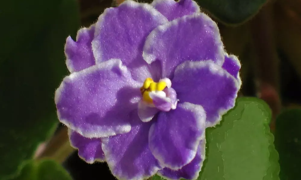 Purple Houseplants