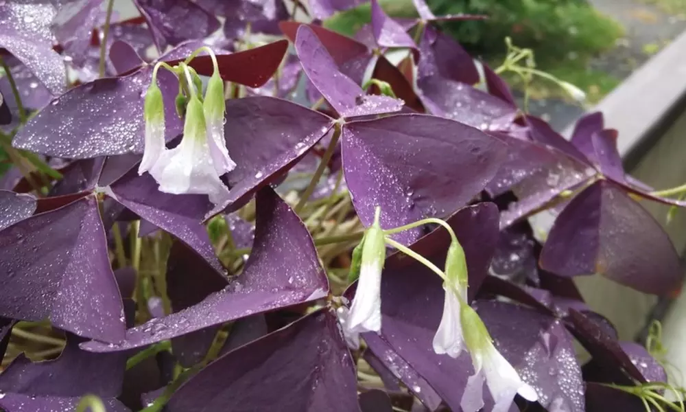 Purple Houseplants