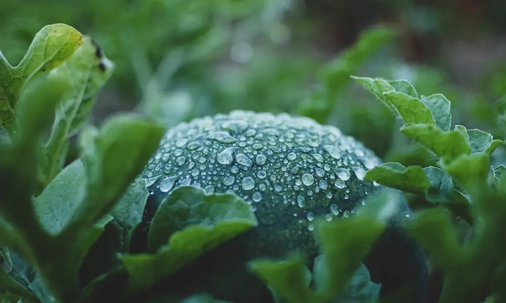 watermelon plant