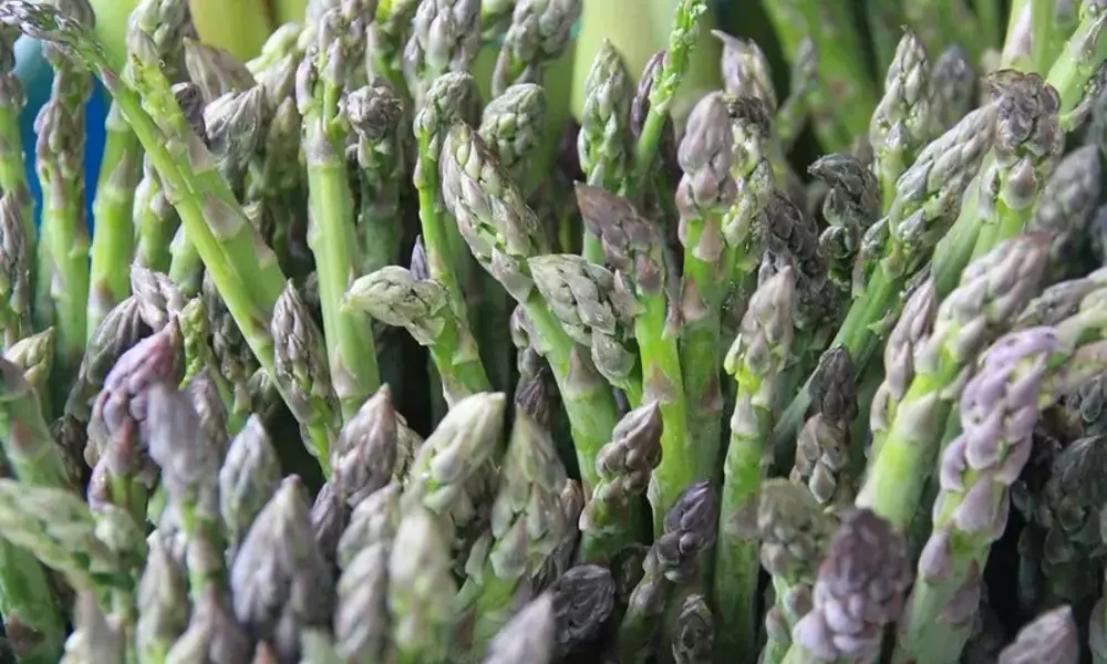 Asparagus