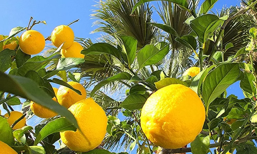 Lemon Tree