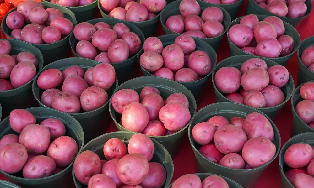 Pontiac Red Potatoes