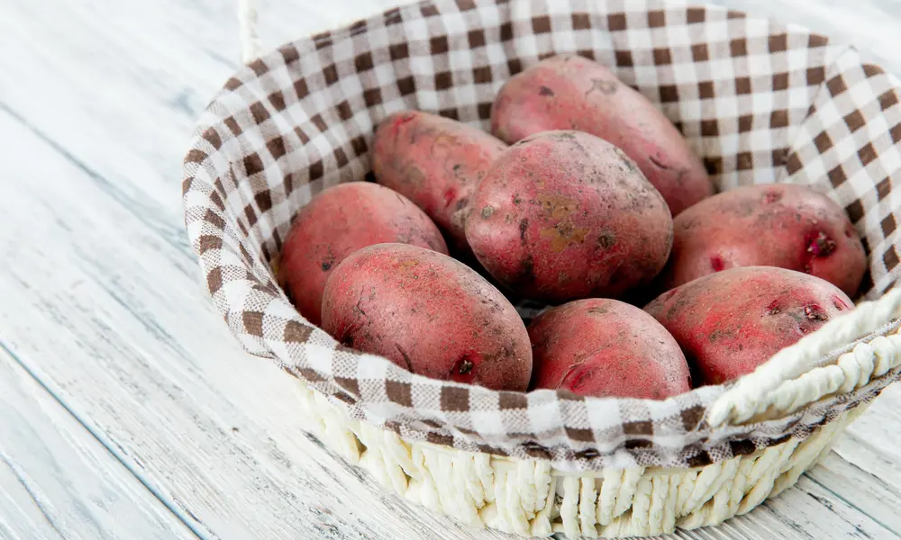 Pontiac Red Potatoes