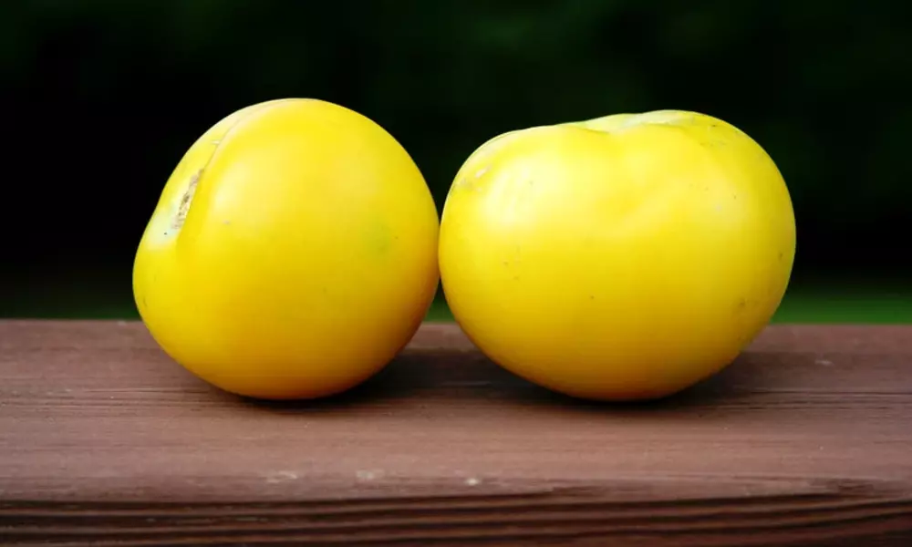 Lemon Boy Tomato