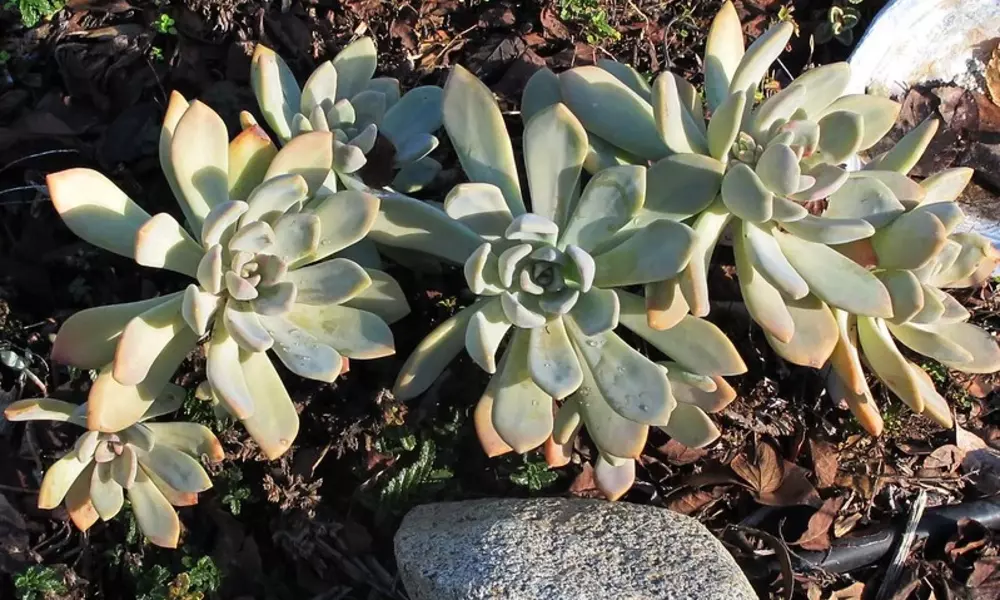 Low Light Succulents