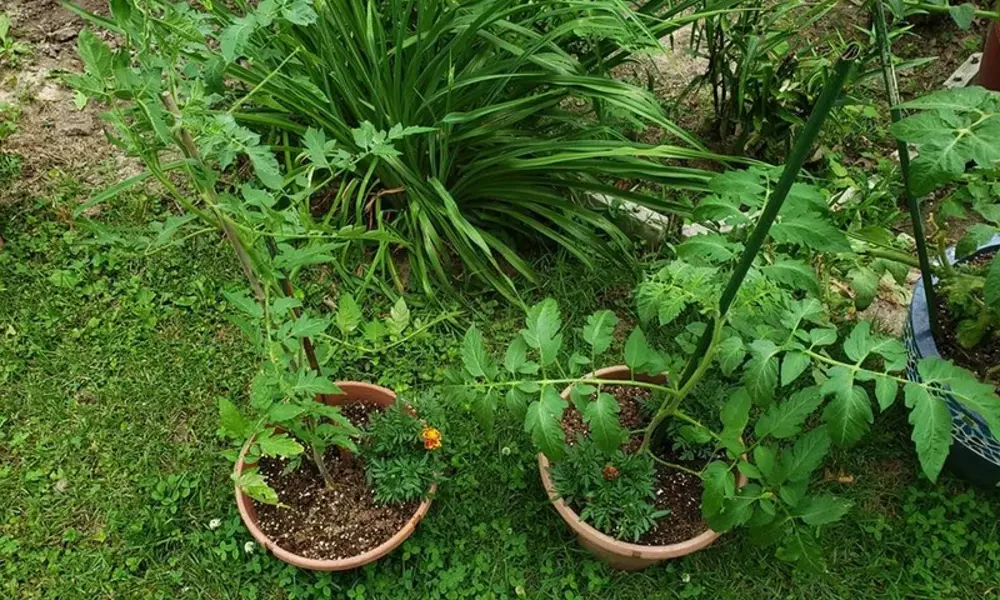 Best Tomatoes to Grow in Pots