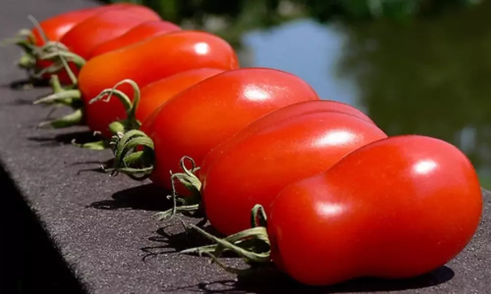 san marzano tomatoes