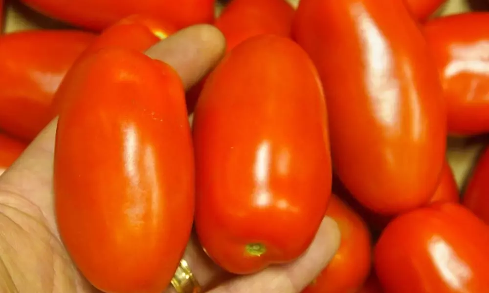 san marzano tomatoes