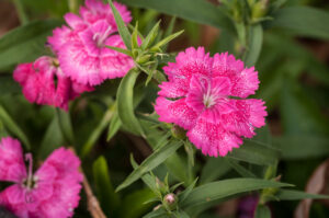 Dianthus from Seed