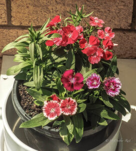 Dianthus flowers in Pots