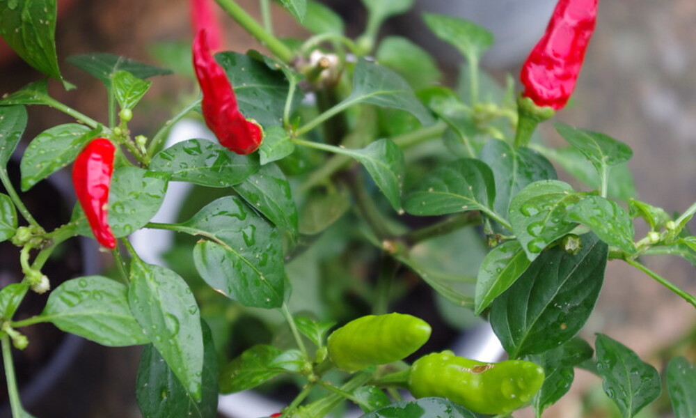 Chilli Plant