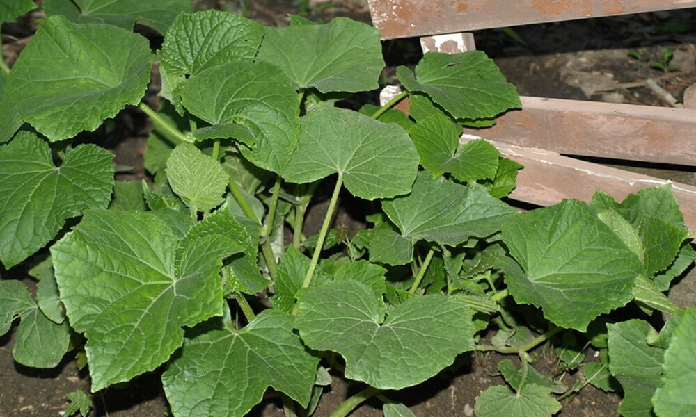 Cucumber Plant