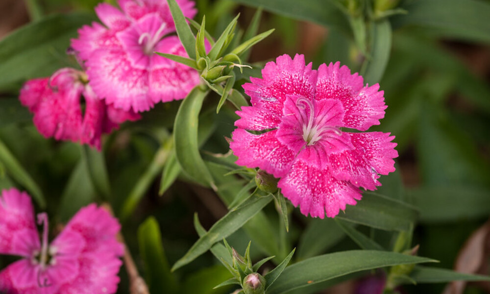 Dianthus flowers