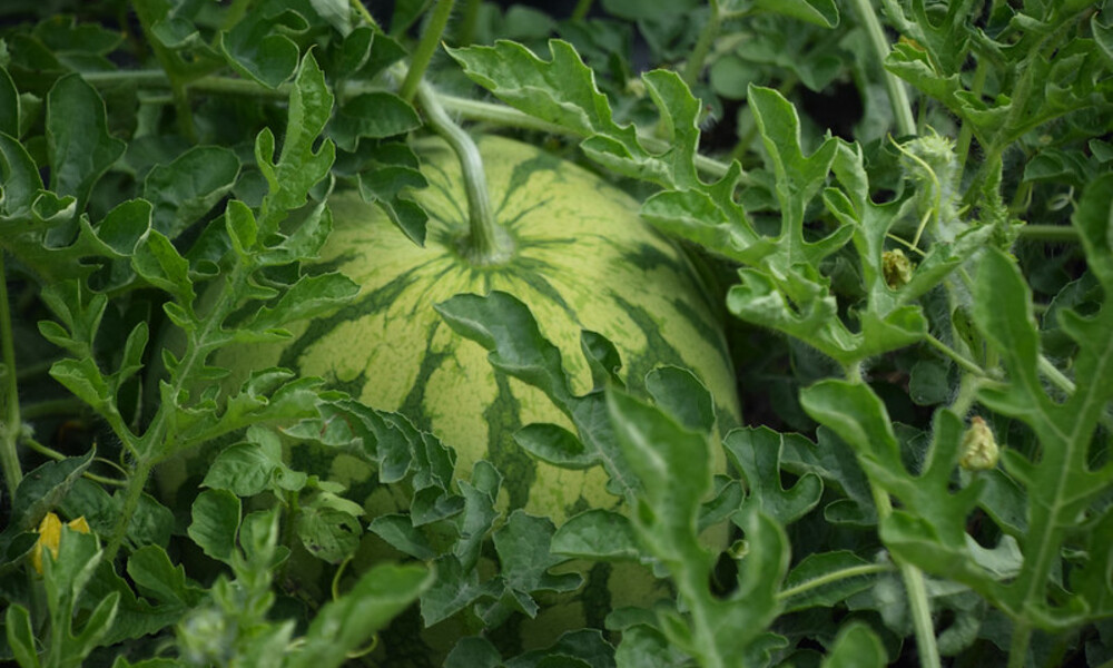 Watermelon Growth